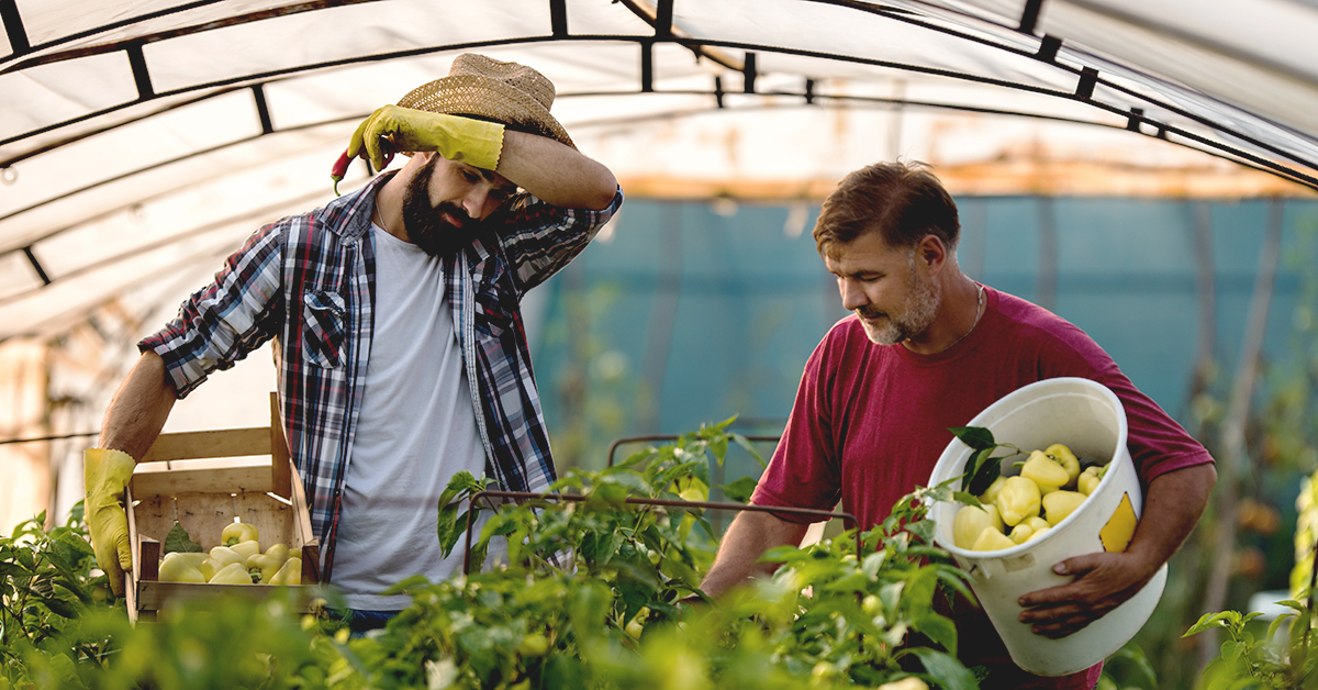 two workers on a paprika farm